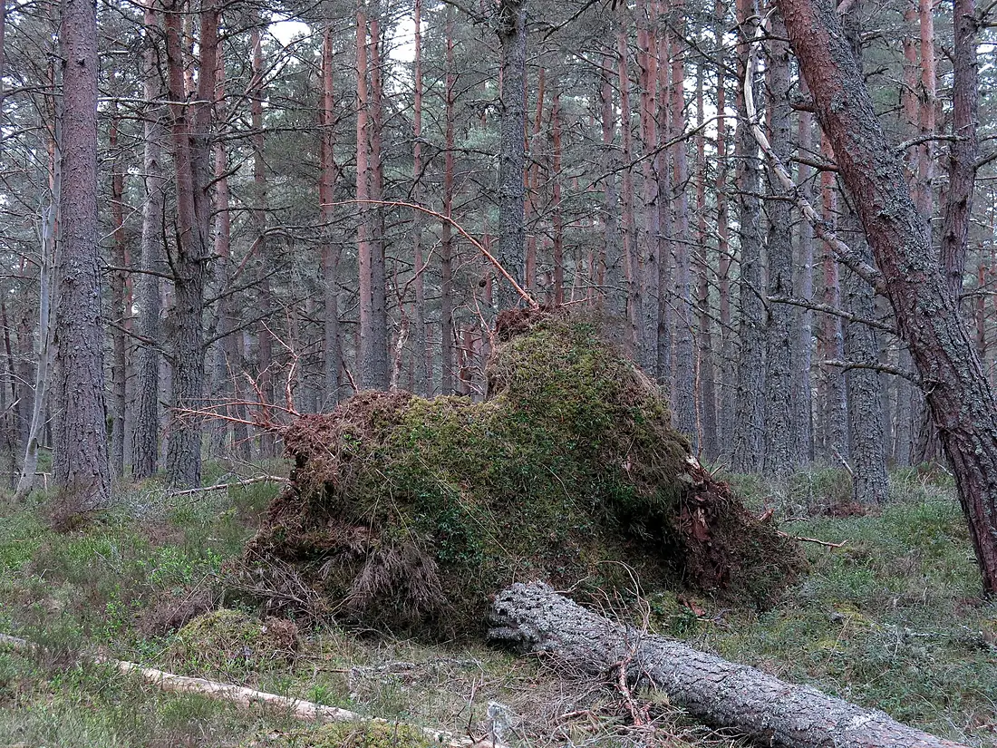 047 Reserva natural del bosc d'Abernethy (Obar Neithich), arbre ajagut