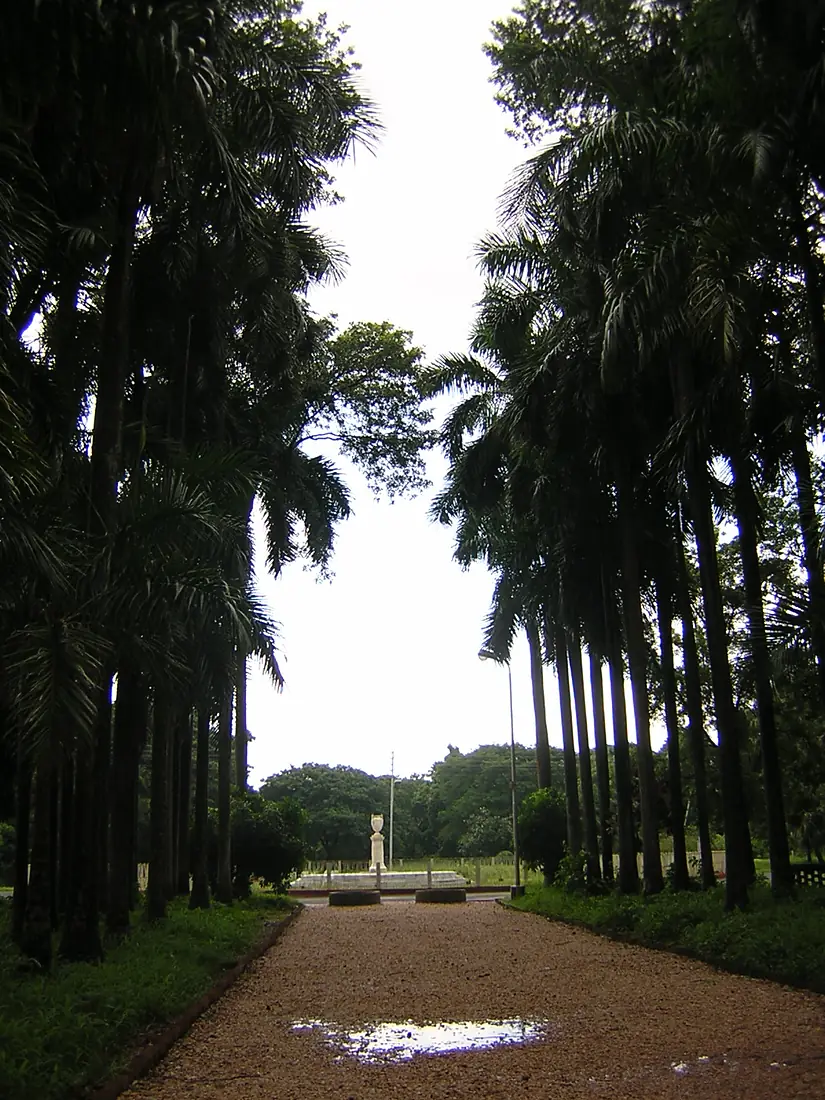 Kolkata botanical garden pathway