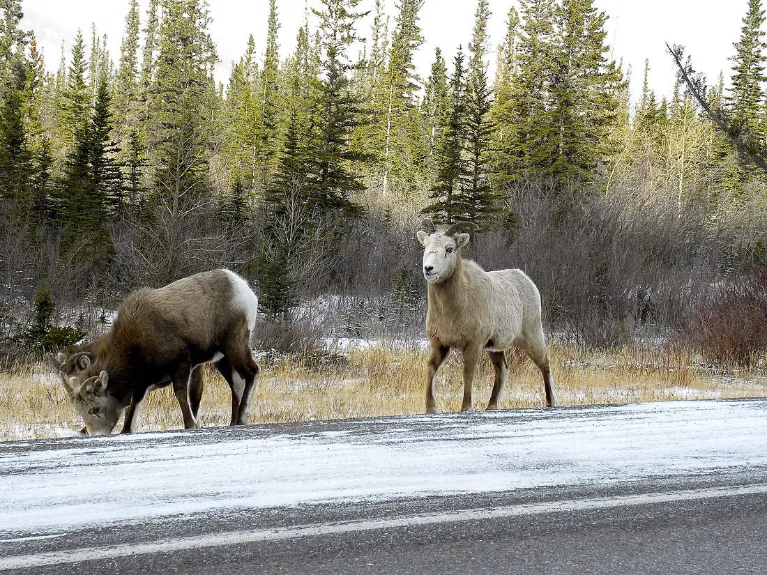 2025-06-10-204858 CAN Alberta Western Alberta (Jasper) 1005.5