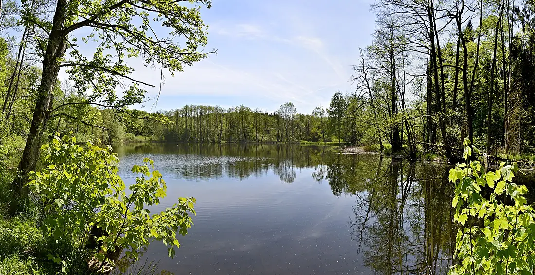 FFH-BW-RV-Altdorfer Wald-NWL-1