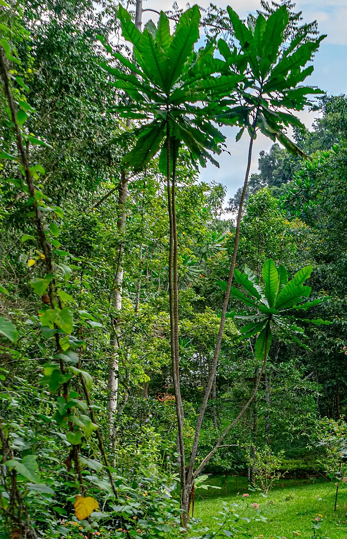 Amani Forest Tanzania (51555474849)