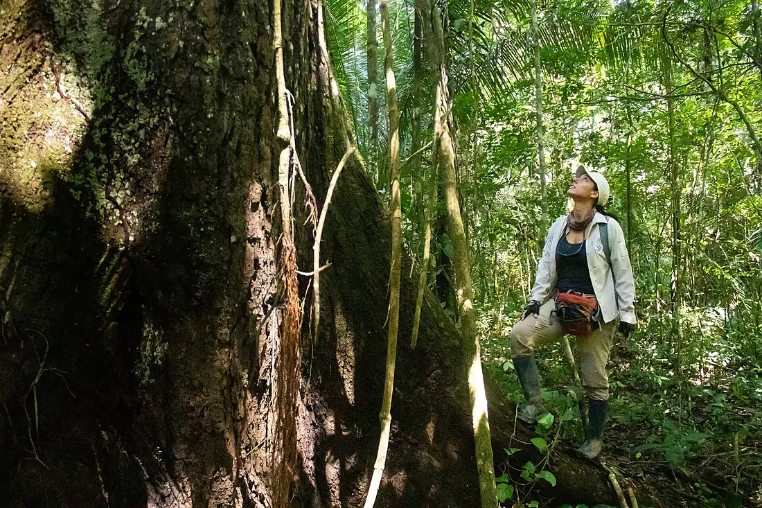 THE BIG MINE IN AMAZON RAINFOREST BRAZIL - panoramio
