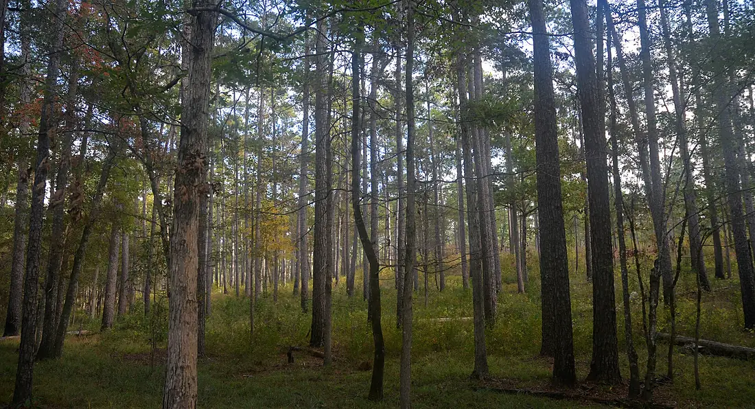 Angelina National Forest, Angelina County, Texas, USA (November 2020)