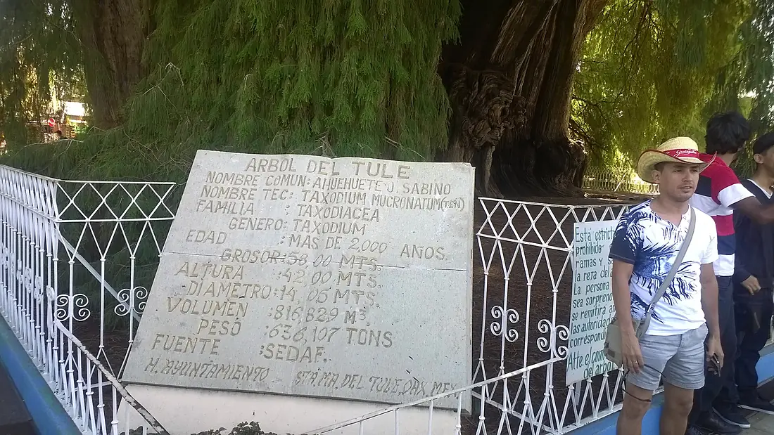 El Árbol del Tule by ovedc 04