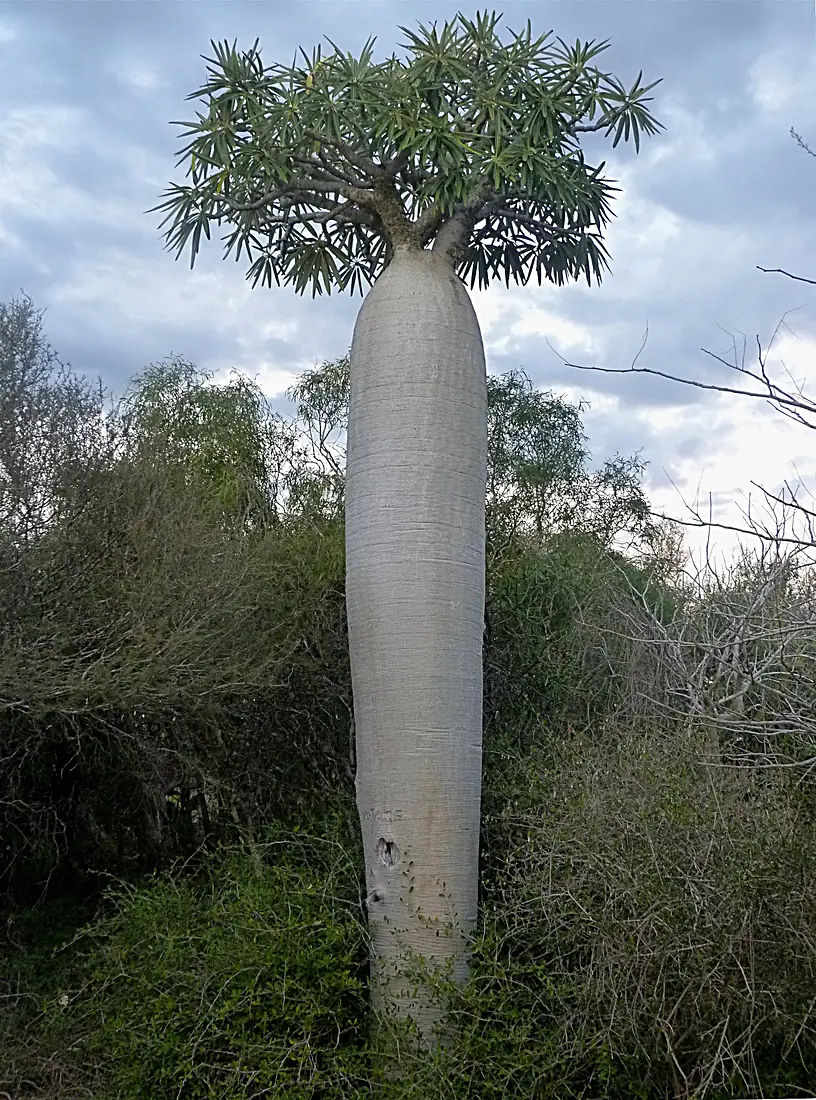 Tuléar - Arboretum d'Antsokay-01 (Madagascar)