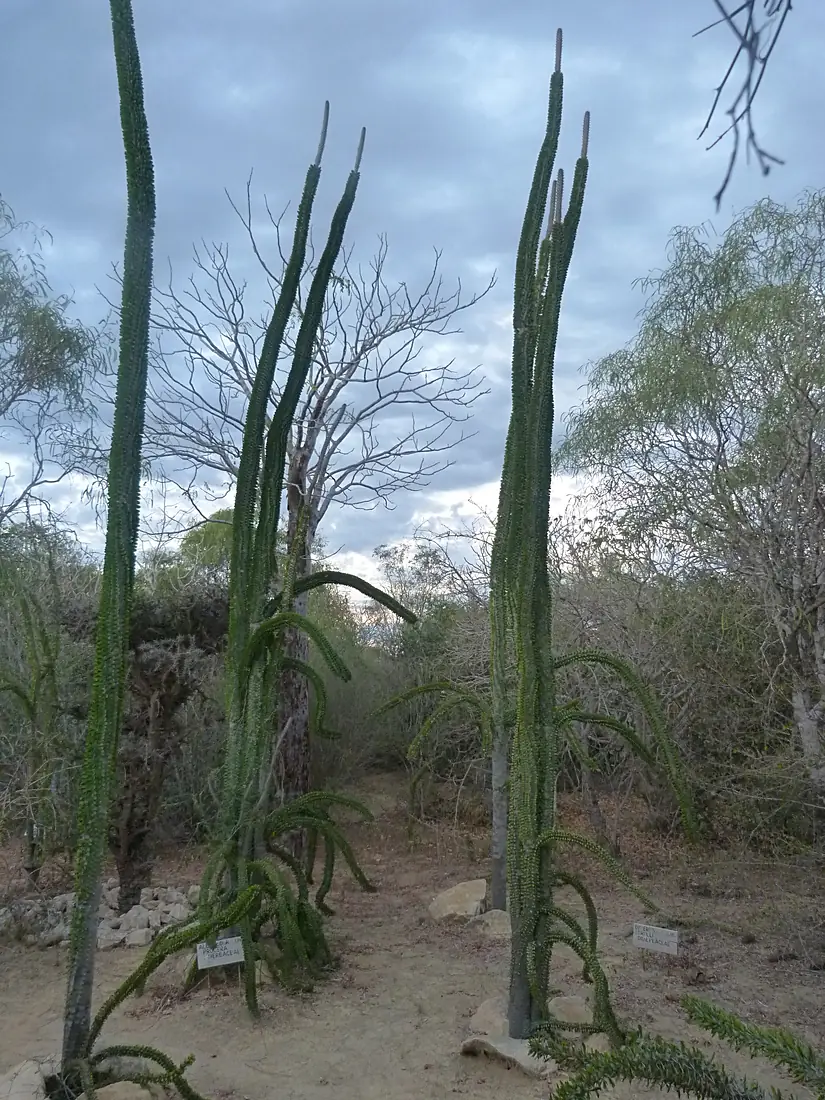 Tuléar - Arboretum d'Antsokay-03 (Madagascar)