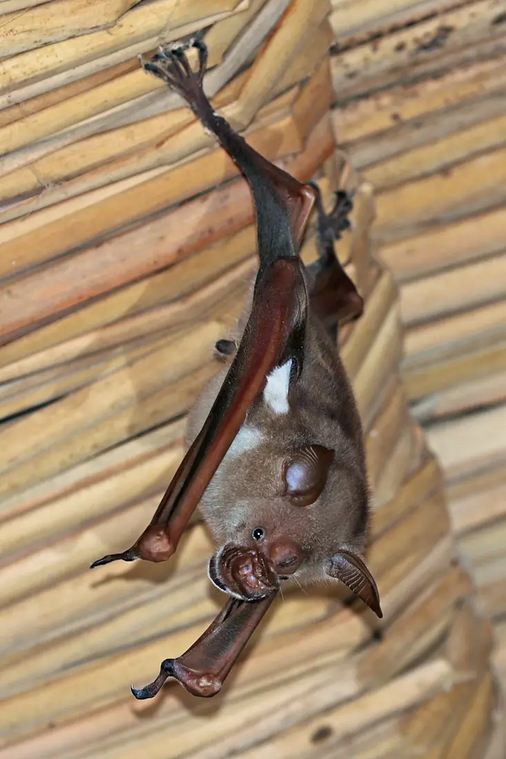 Commerson's leaf-nosed bat (Hipposideros commersoni)