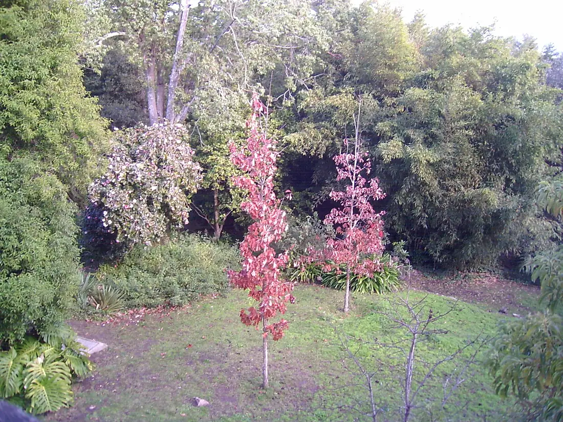 Aljibe-arboretum lussich