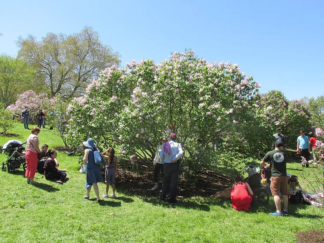 Lilac Sunday 2014, Arnold Arboretum, Jamaica Plain MA