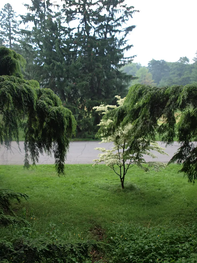 Arnold Arboretum general shot