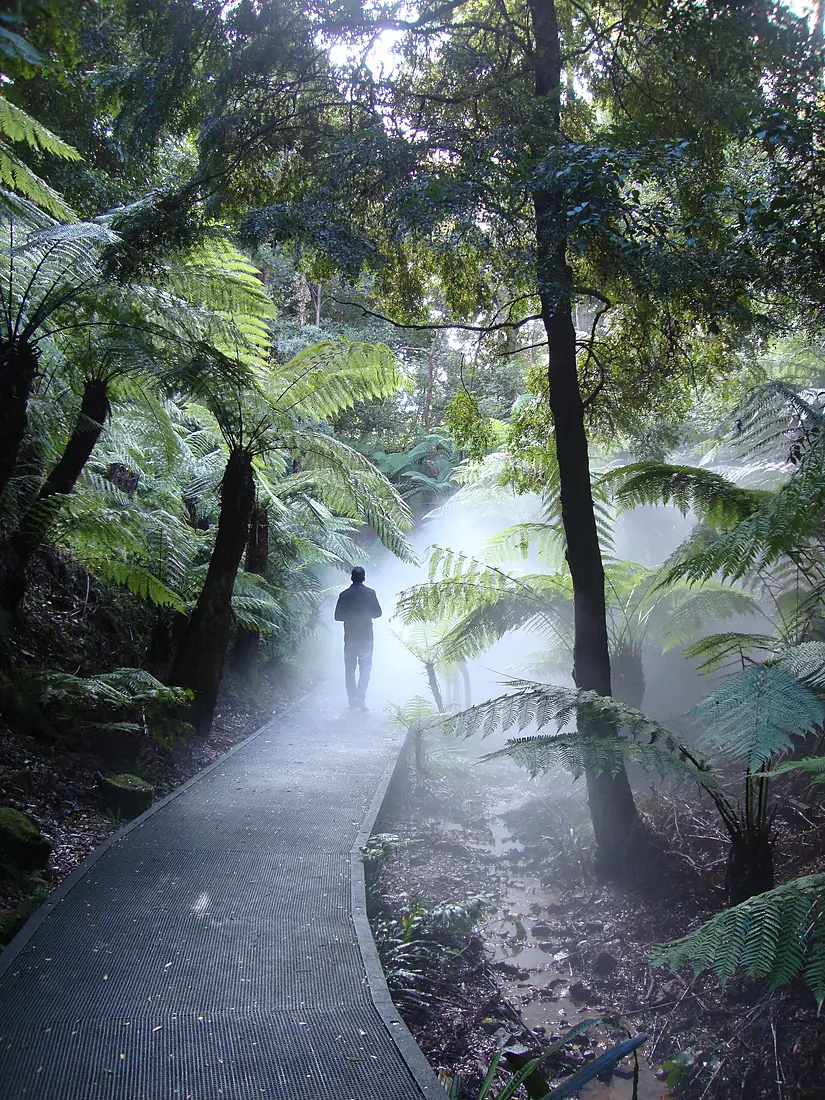 Australian National Botanic Gardens rainforest mist walk 01