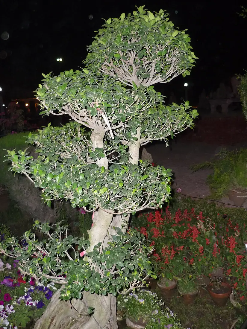 Amazing plant-1 Bagh-e-Jinnah