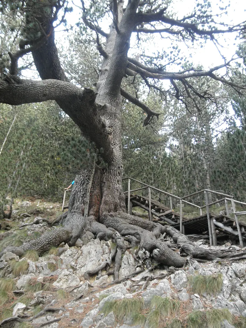 Vihren 027