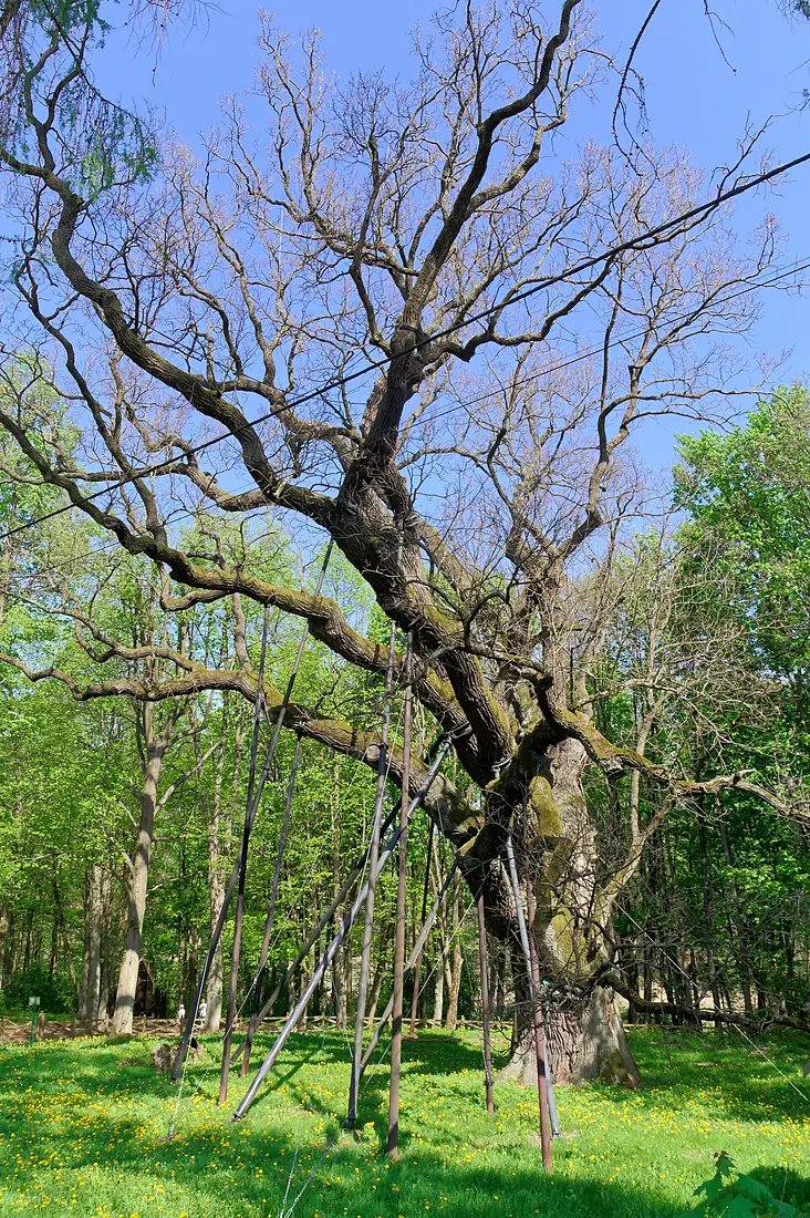 20180430 Dąb Bartek w Zagnańsku 2550 DxO