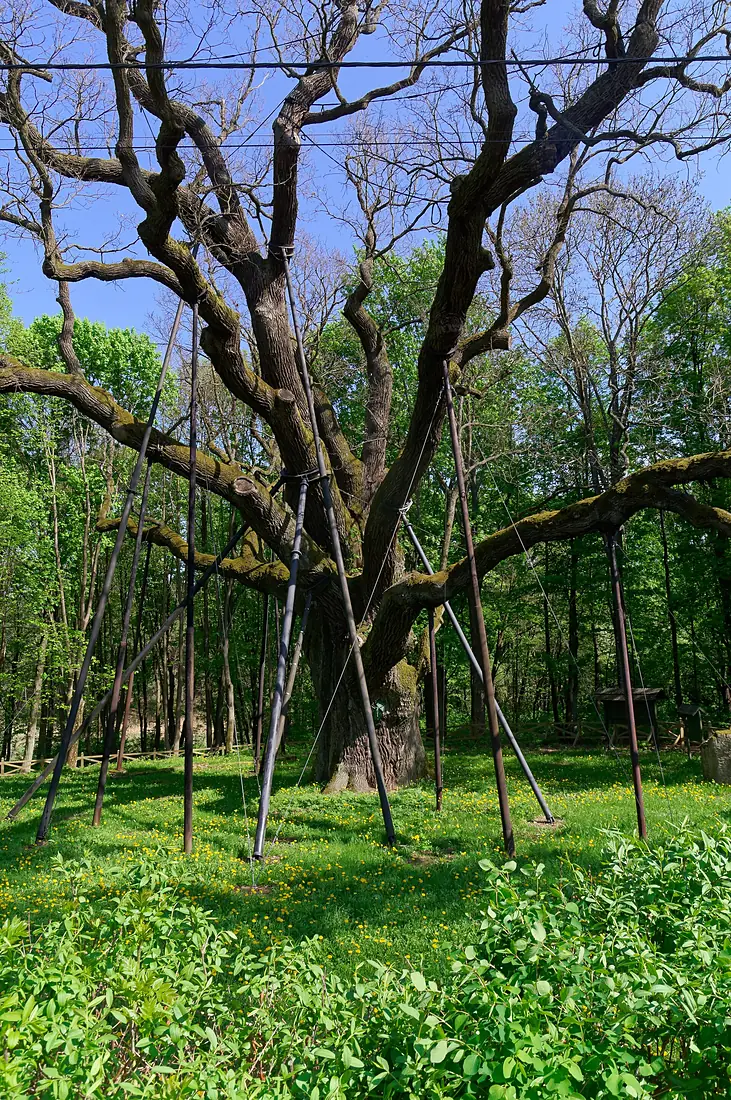 20180430 Dąb Bartek w Zagnańsku 2551 DxO