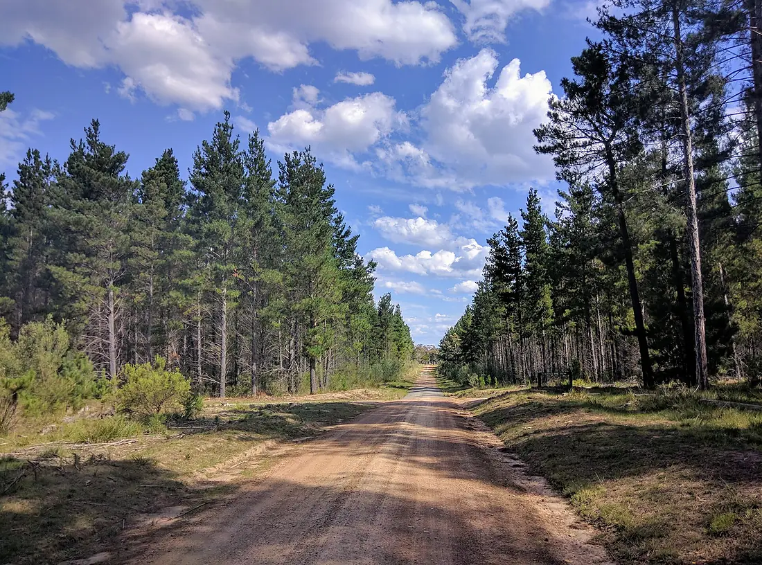 2017-03-12 Belanglo State Forest 2