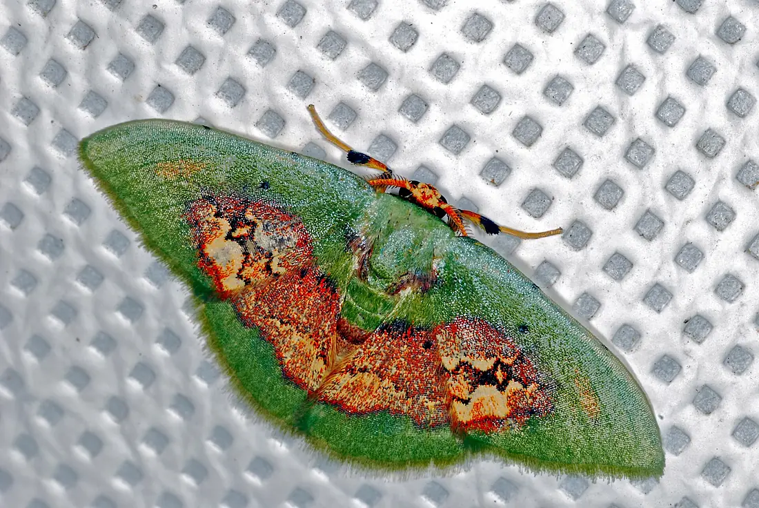 Geometrid Moth (Pyrochlora rhanis) (6788774557)