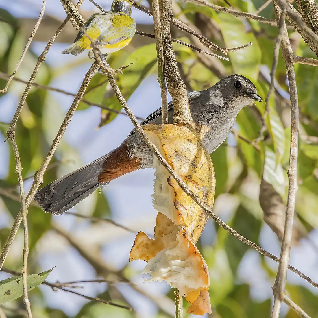 Grey catbird (Dumetella carolinensis) feeding on custard apple (Annona reticulata) Orange Walk
