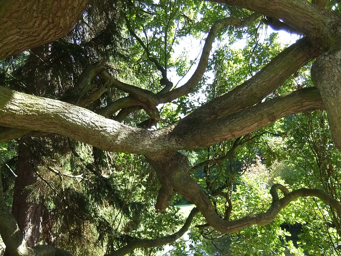Alter Baum Astverzweigung