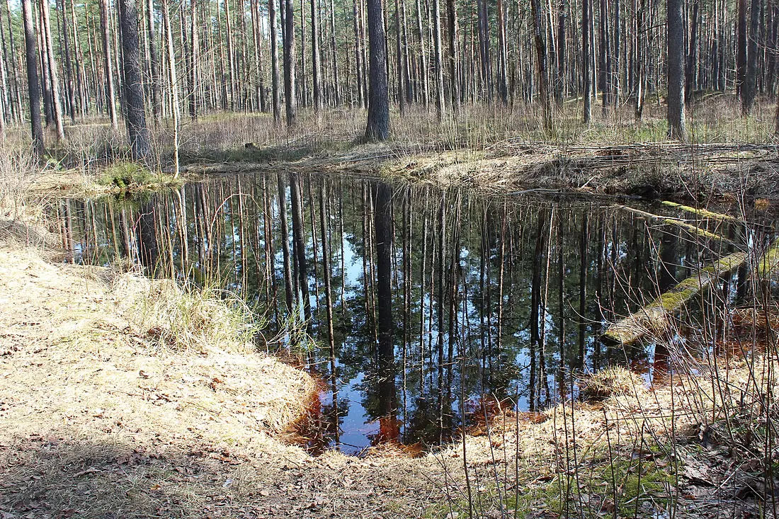 Biķernieki forest, swamped lake 100 m SE from Bākas kalns (Lighthouse hill)