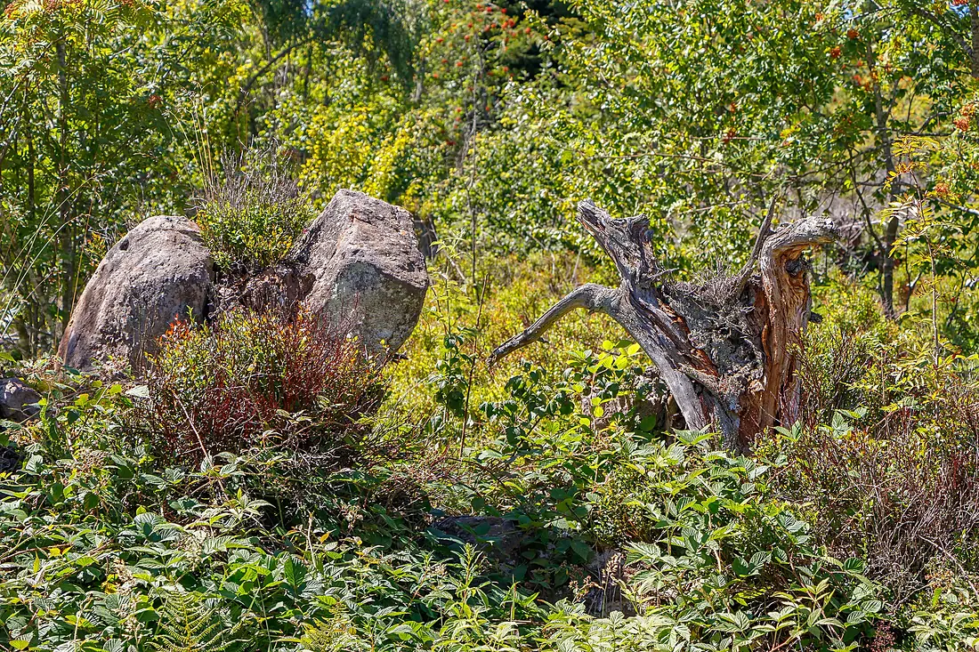 Panoramic trail - Northern Black Forest 03