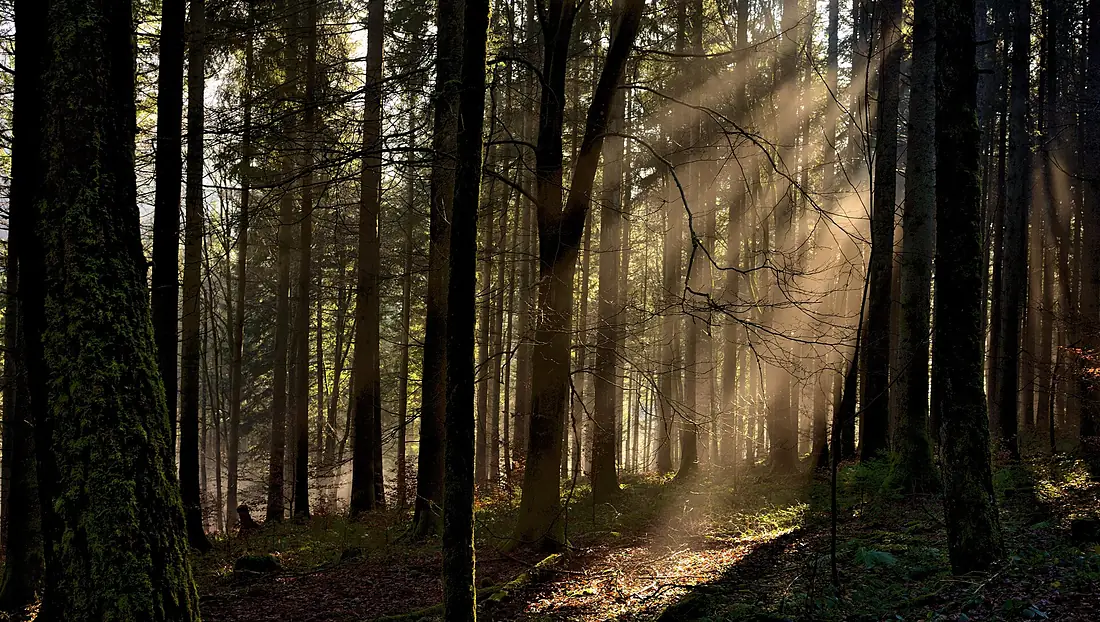 Im Nationalpark Schwarzwald - Flickr - MHikeBike