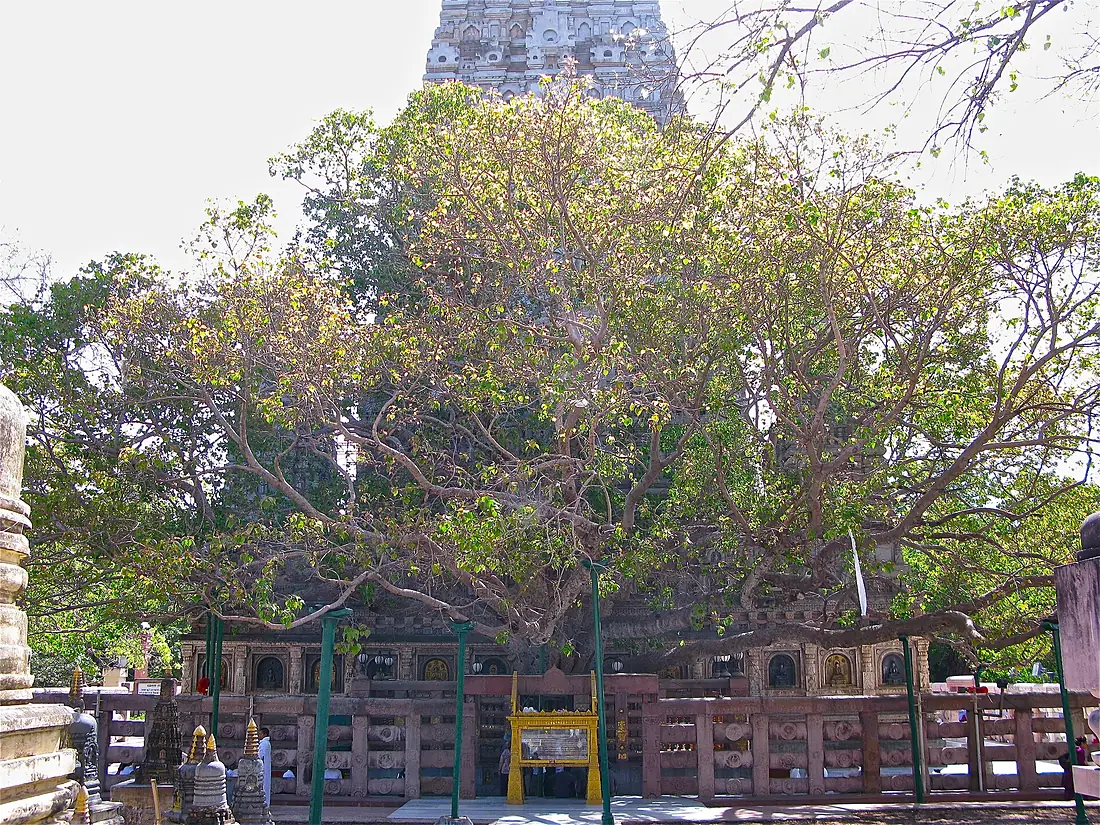 028 Bodhi Tree and Meditators (9222132890)