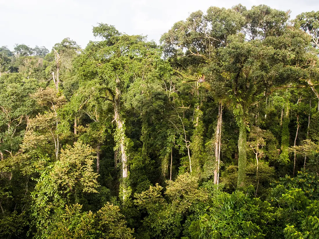 Dipterocarp Forest at Danum Valley (13997709808)