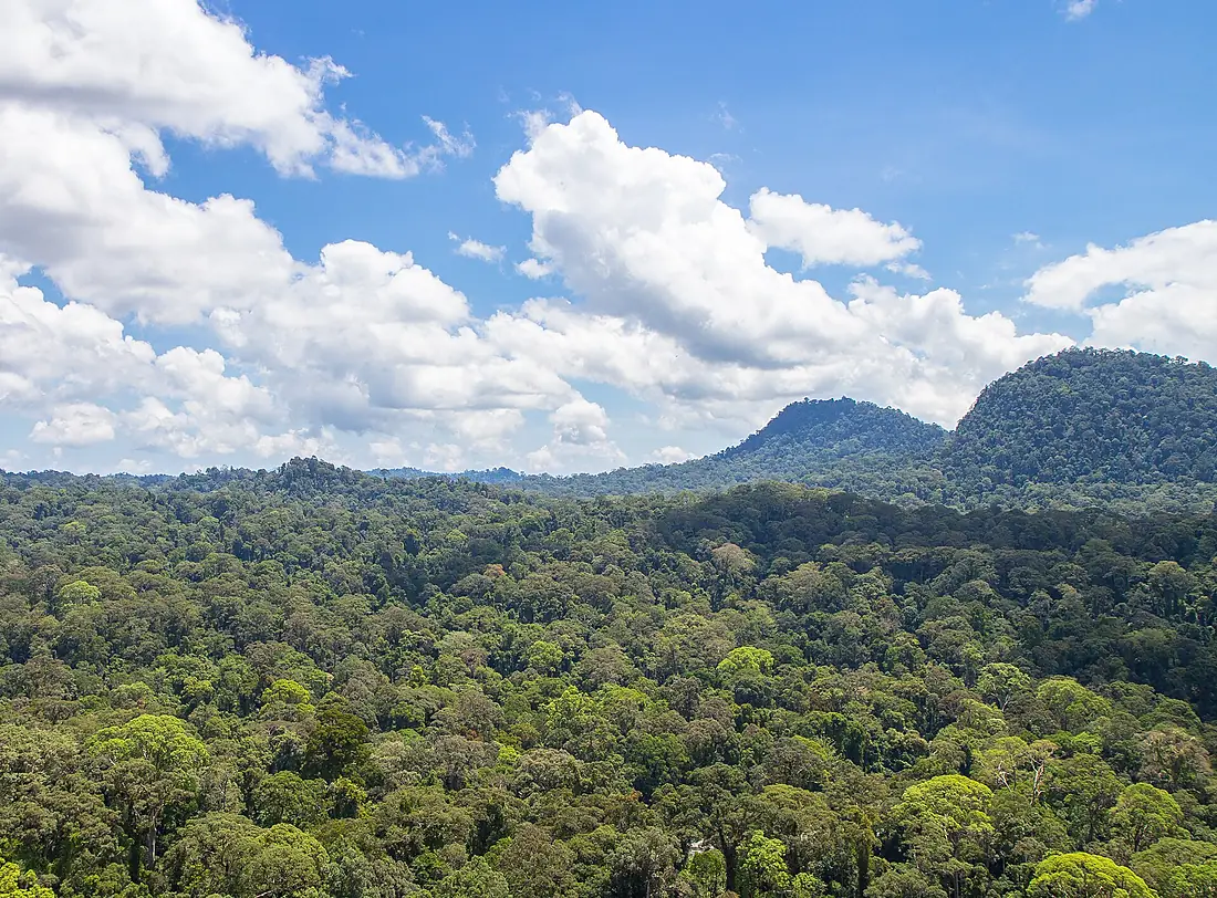 Primary Rainforest (10623380025)