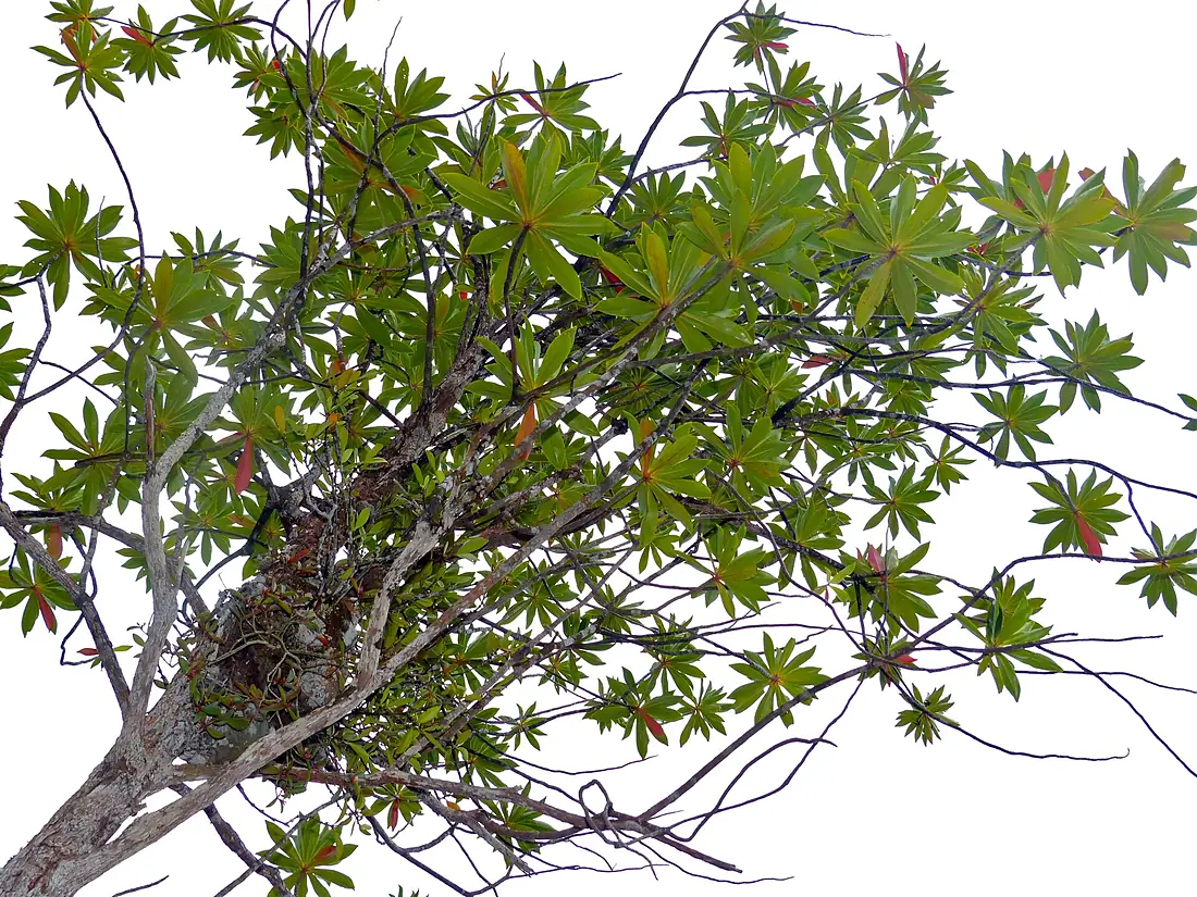 Somah or Cicada Tree (Ploiarium alternifolium) (15765607505)