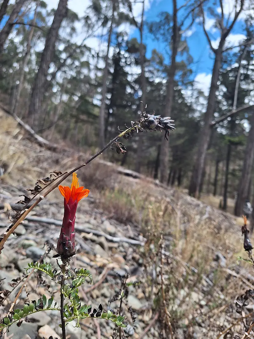Clavel de campo en Pura Pura