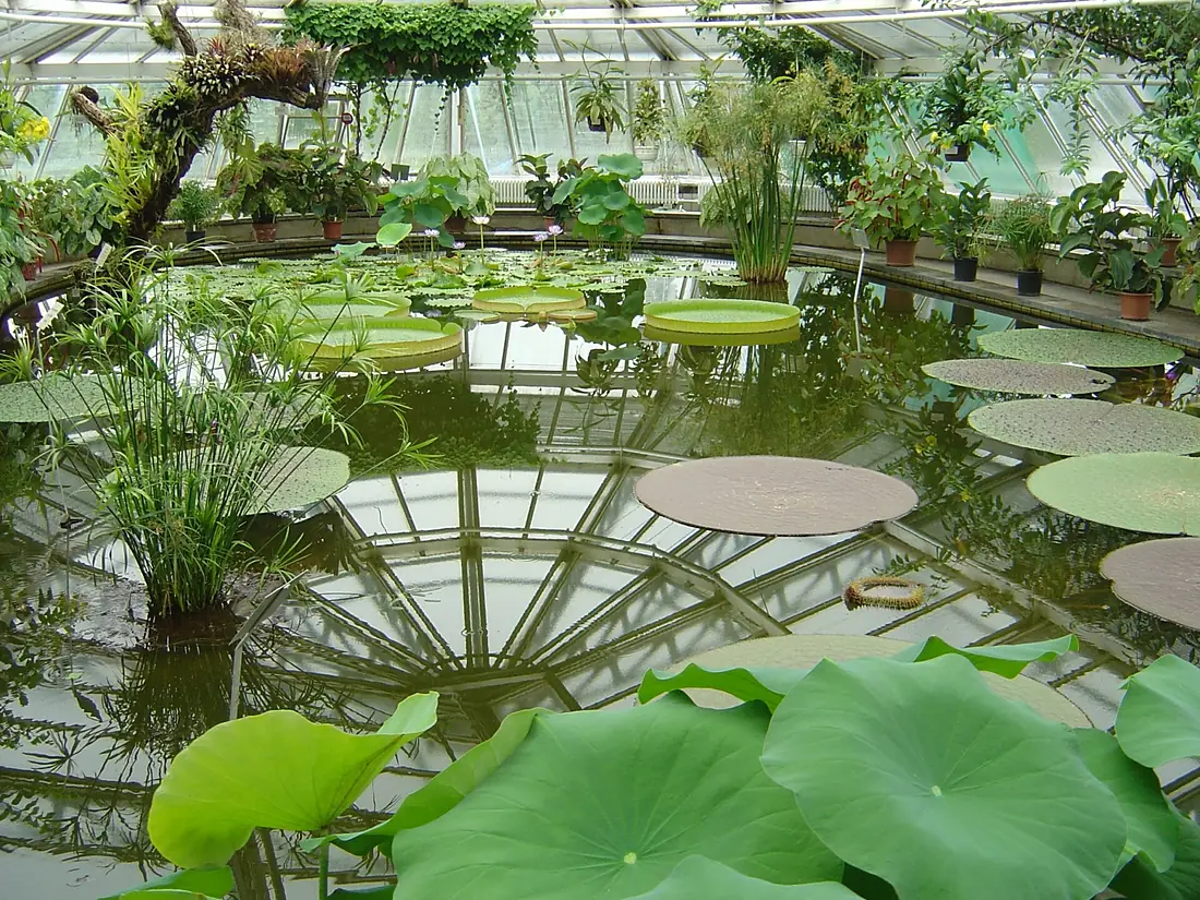 Botanical Garden Berlin - Victoria House (flo)