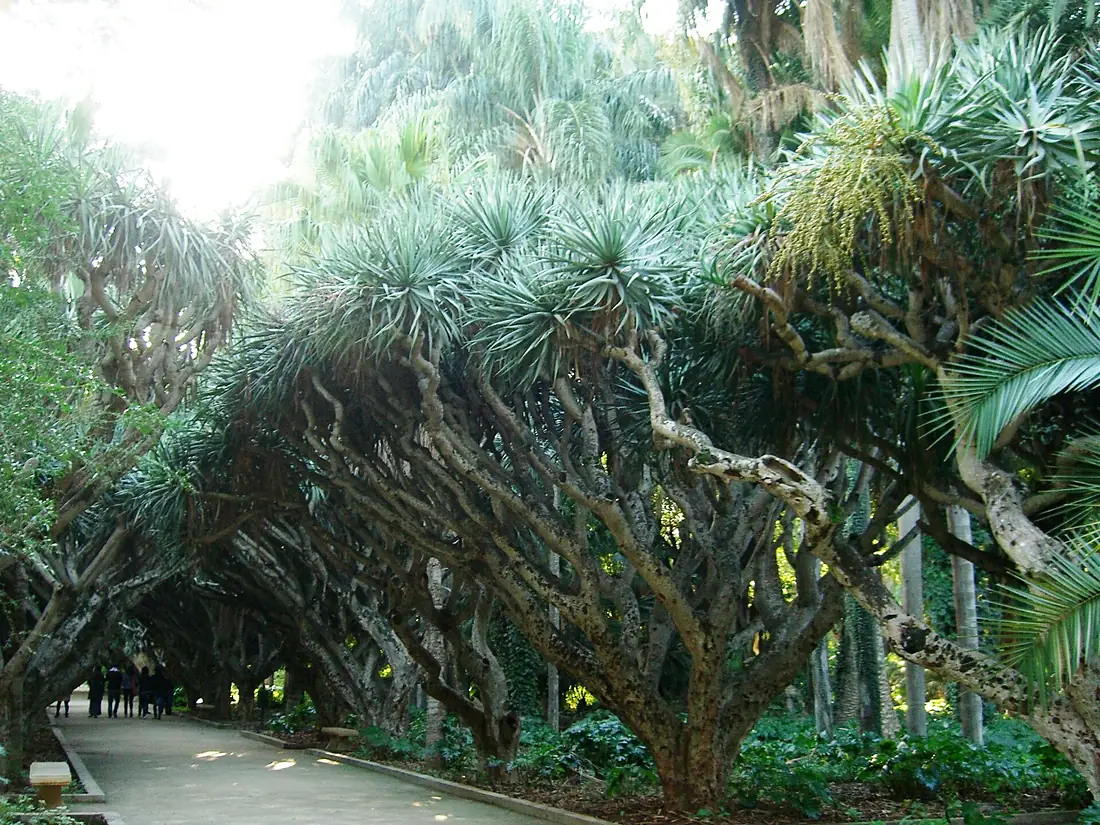 Allée des dracoenas - Jardin d'essai El Hamma - Alger