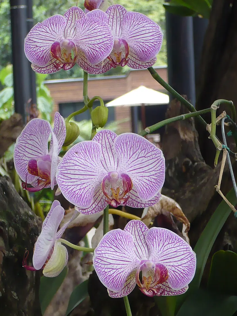 Orquídea-Medellin-1