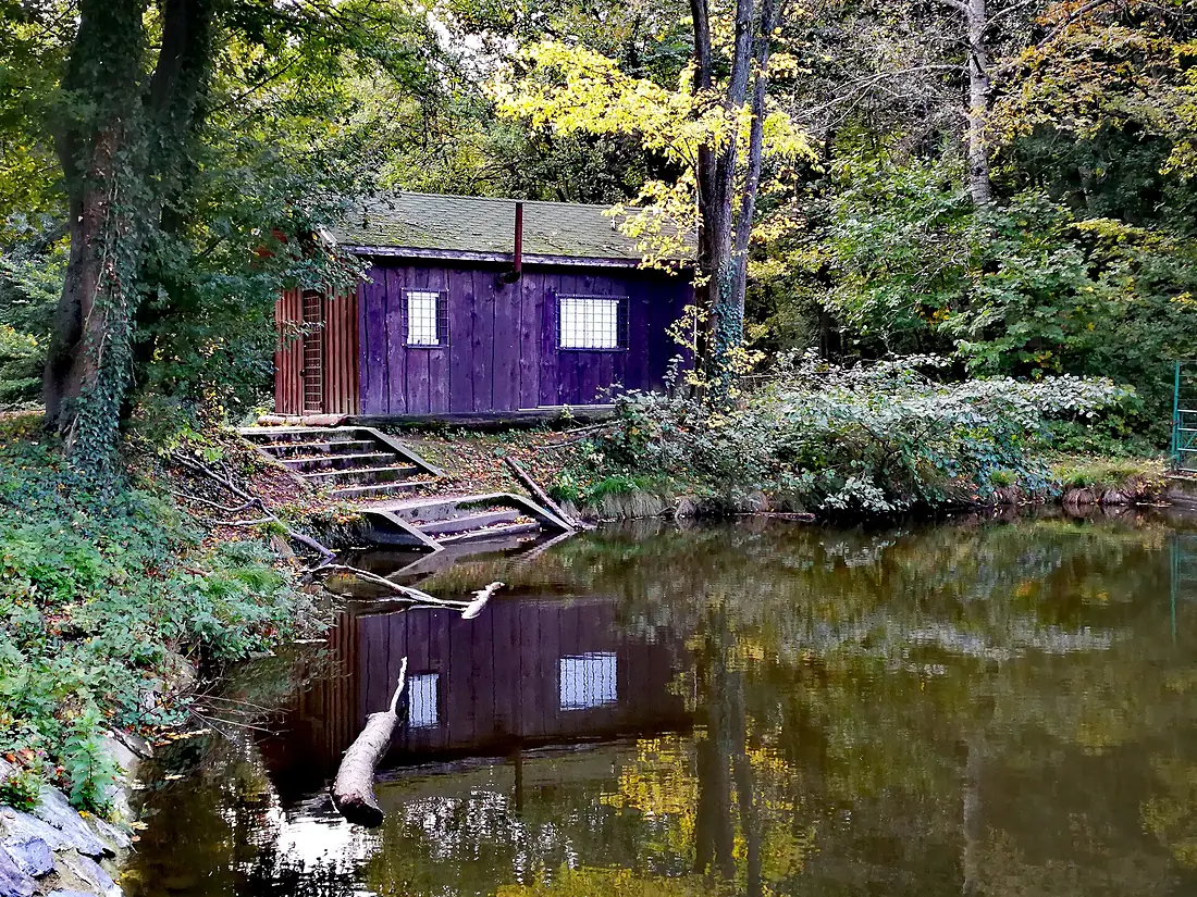 Bratislava Forest