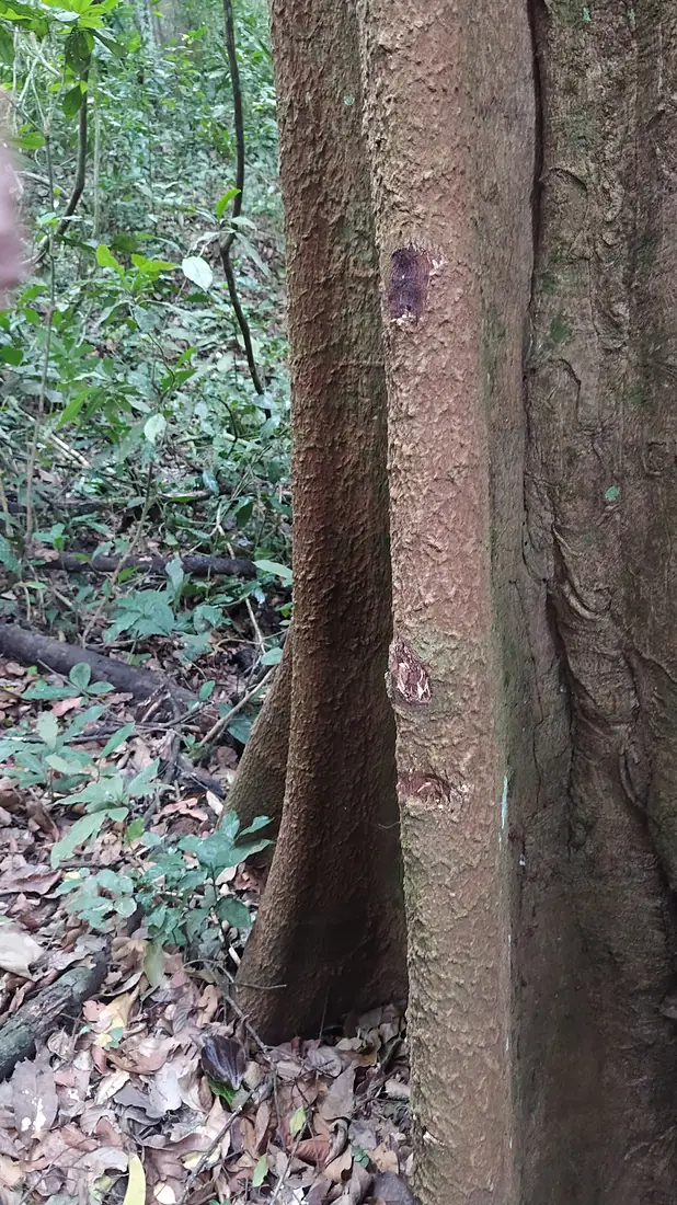 The Royal Mile - Budongo Forest - Uganda 20190918 081052