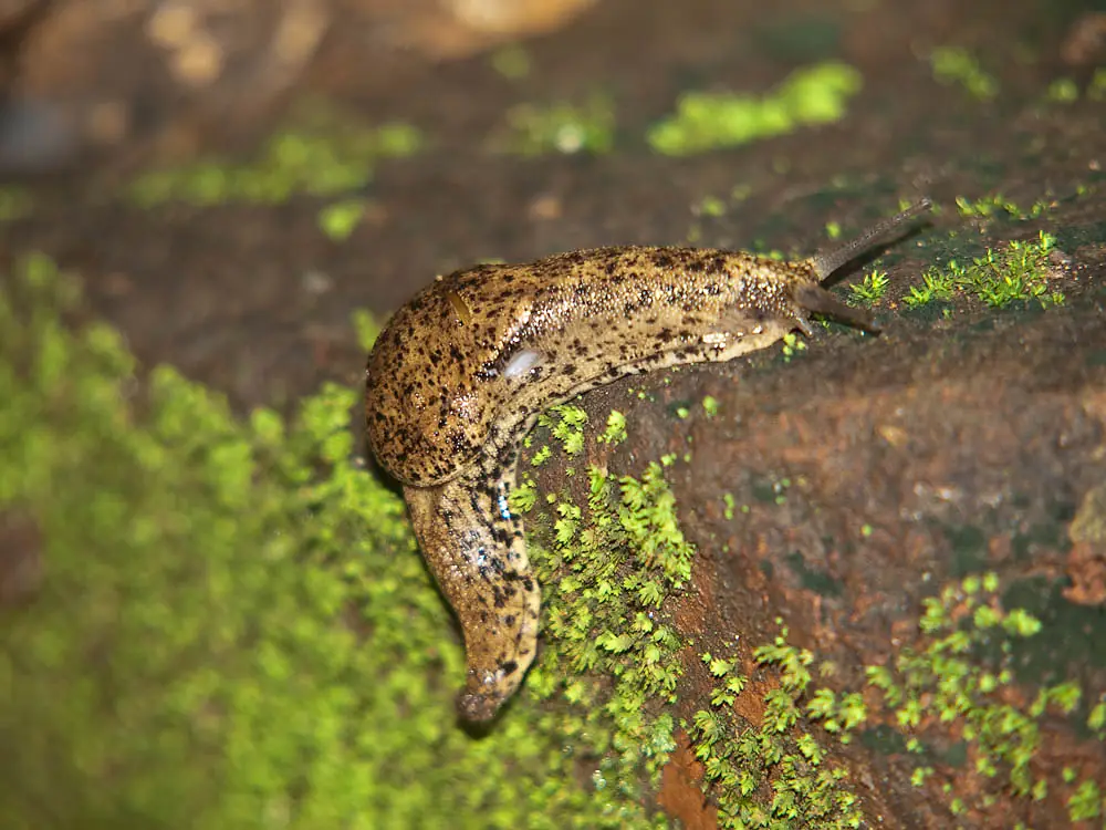 Gastropod from Uganda