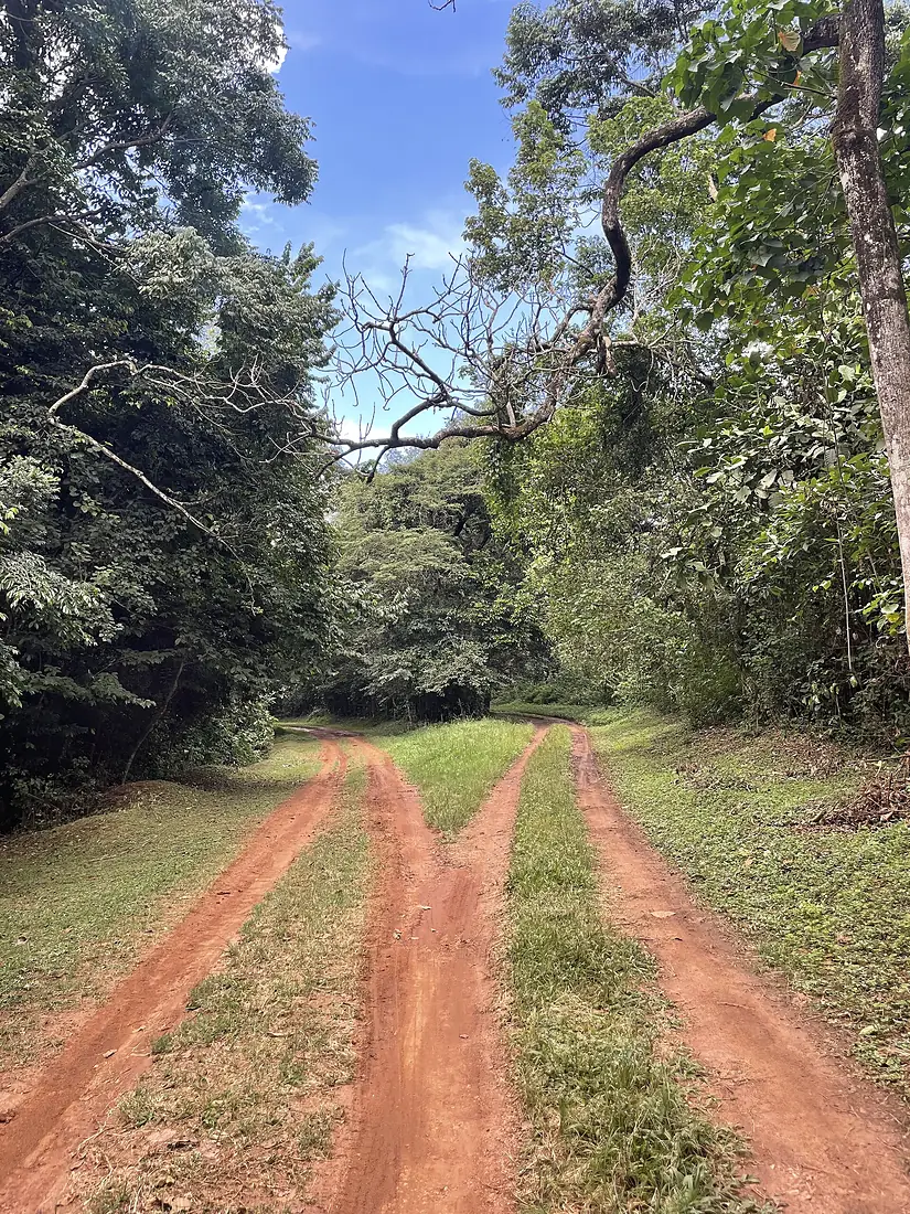 Omukama's Royal mile in Budongo Forest