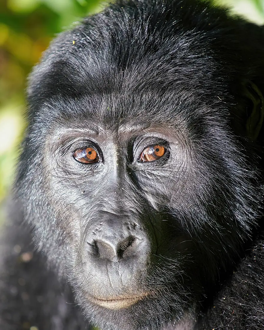 068 Mountain gorilla close-up at Bwindi Impenetrable Forest National Park Photo by Giles Laurent
