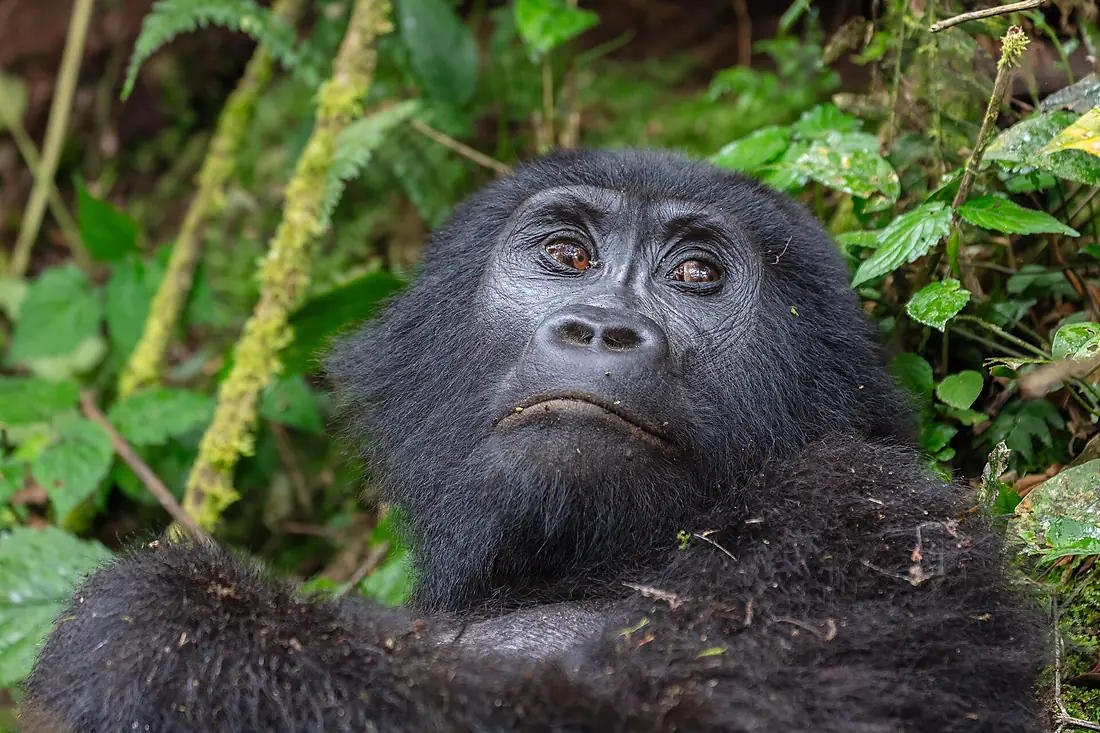 Gorila de montaña (Gorilla beringei beringei), parque nacional de la Selva Impenetrable de Bwindi, Uganda, 2024-02-02, DD 80