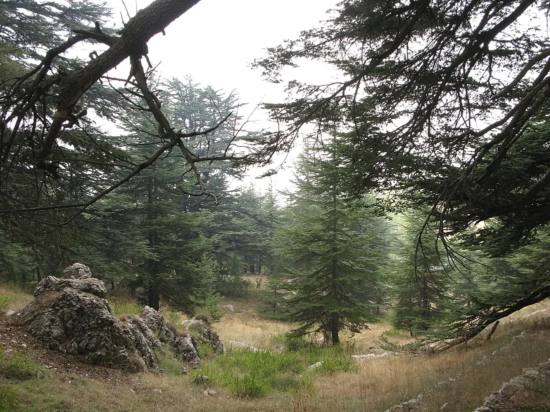Cedars of God (Lebanon cedar forests), Lebanon