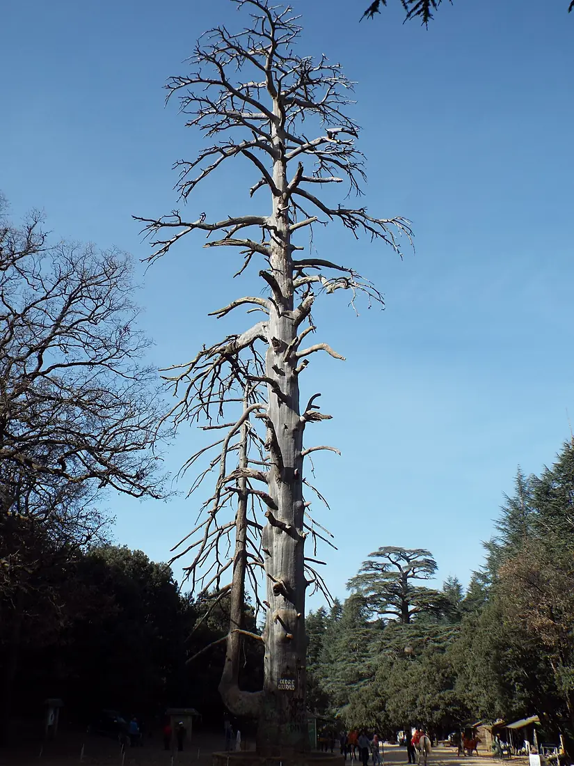 Le vieux Cèdre Gourau