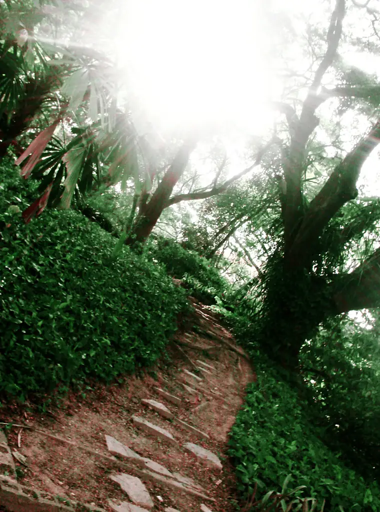 Jardín Botánico de Caracas - Distrito Capital 3