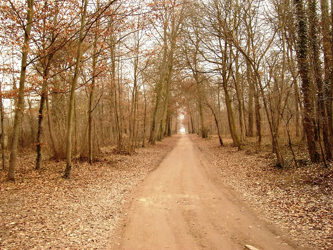 Floresta de Chantilly