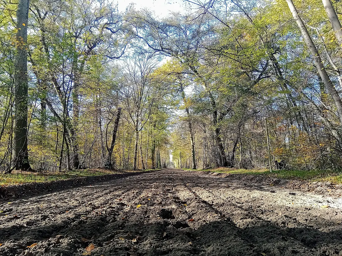 Forêt de Chantilly allée équestre 01