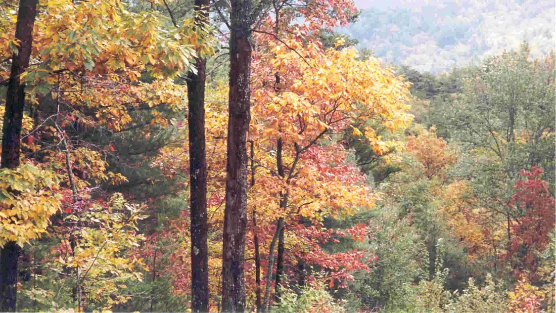 20011015dcf-trail (6186062513)