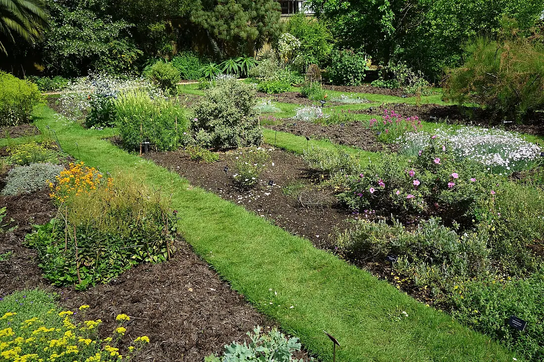 Beds - Chelsea Physic Garden - DSC02830