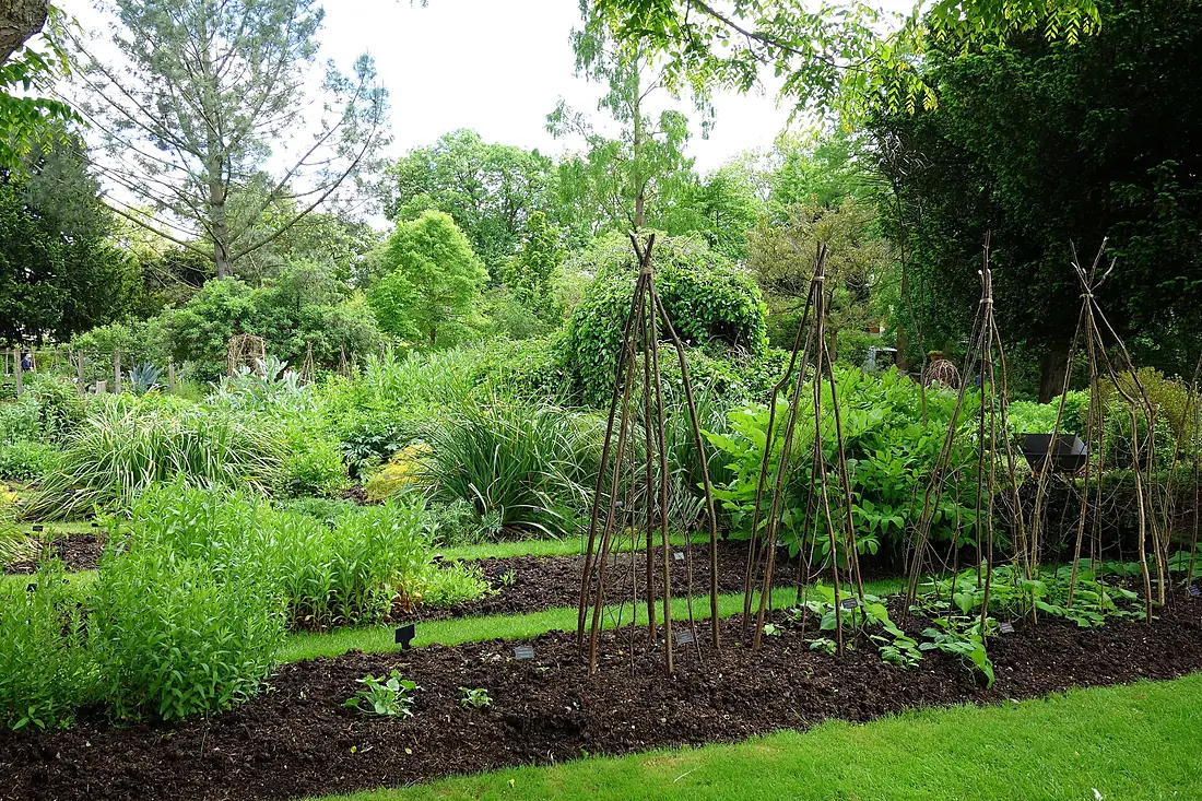 Beds and beyond - Chelsea Physic Garden - DSC02762