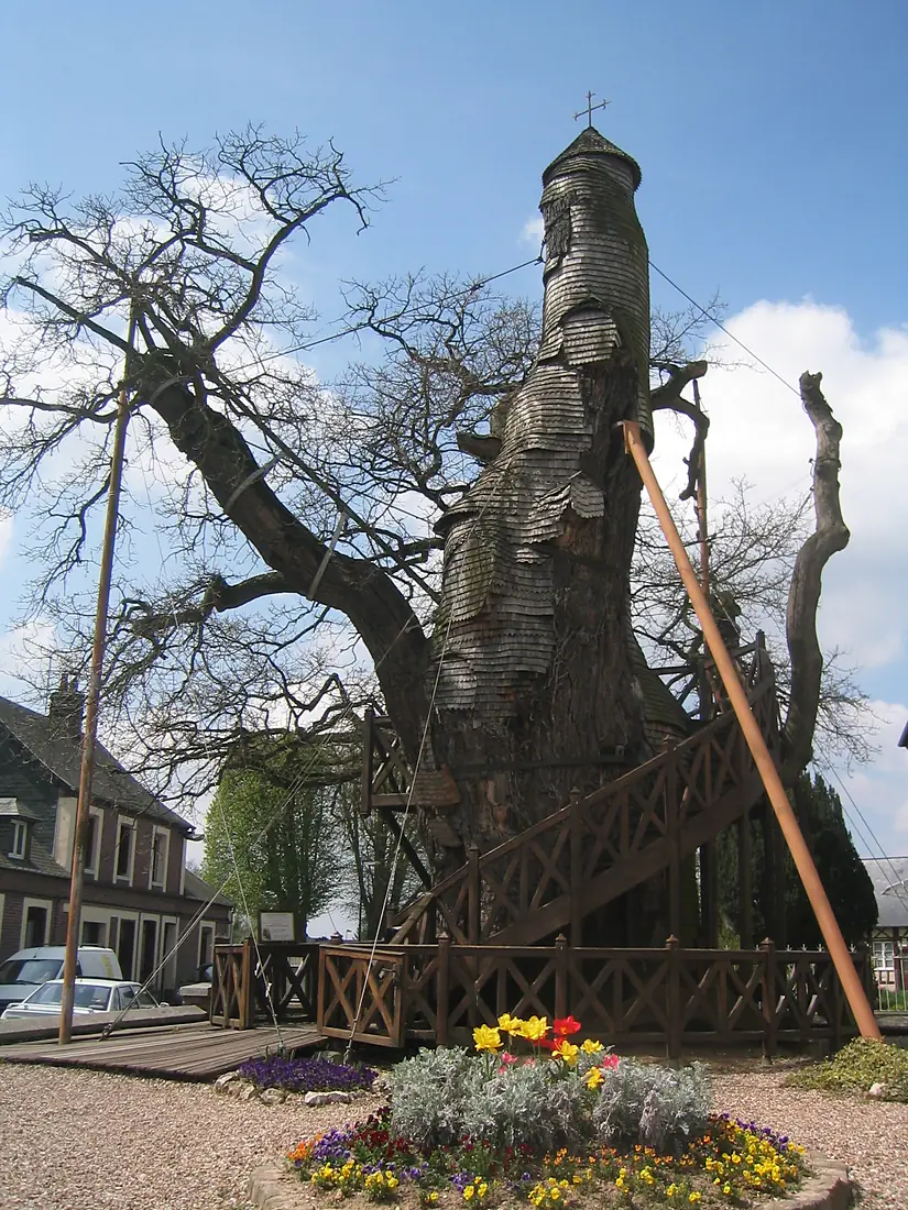 AllouvilleBellefosseChêne