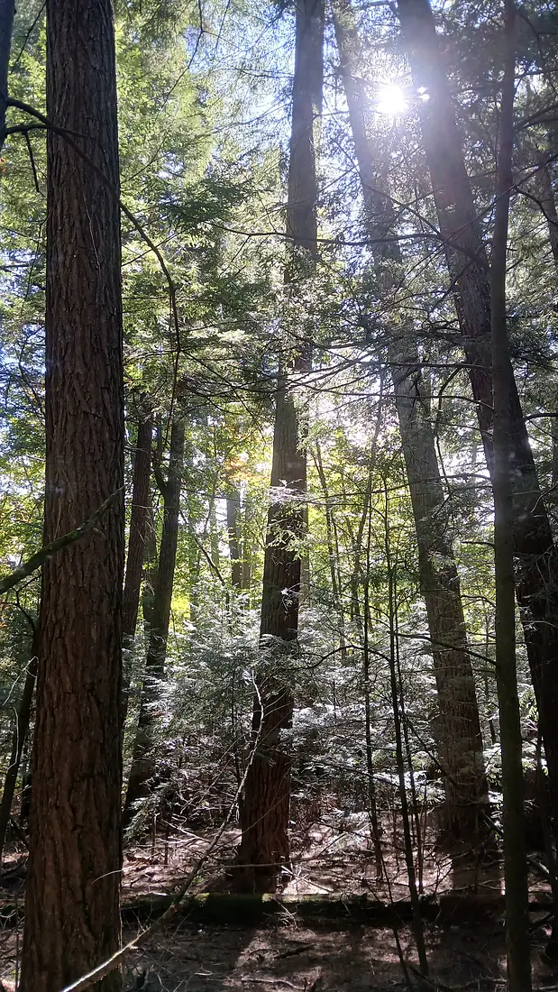 Cathedral Pines Nicolet Forest Wisconsin